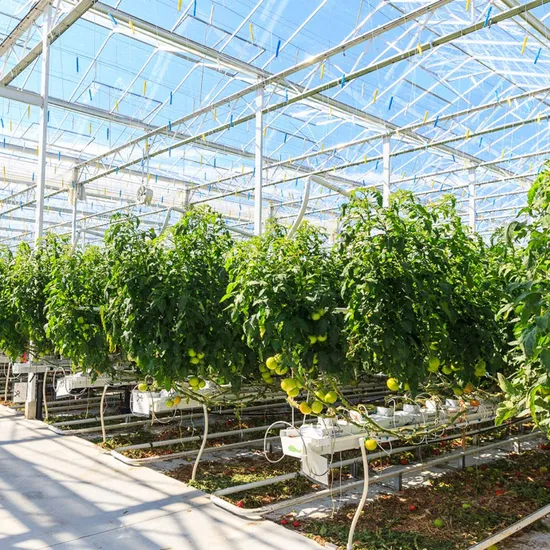 china arch type greenhouse wholesalers