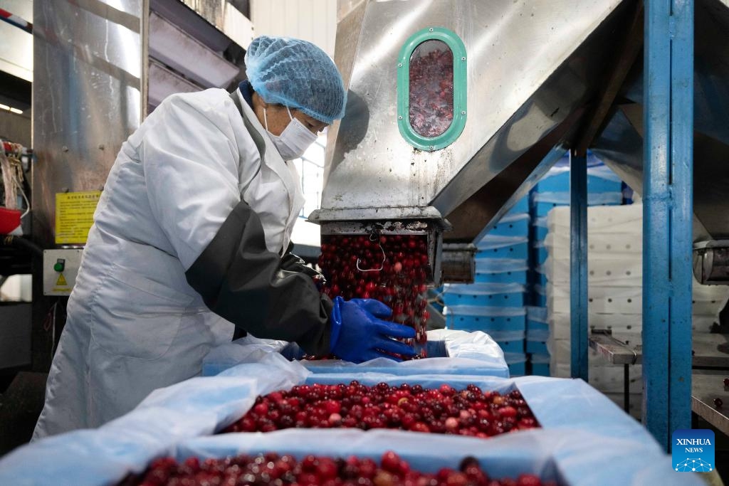 china bulk cranberry extract