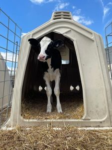china calf hutch distributor