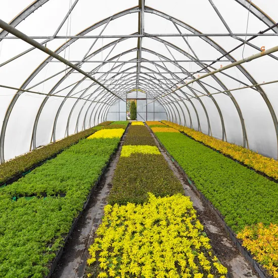 china diy polytunnel wholesaler China Factory