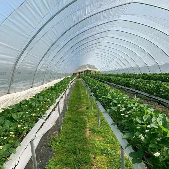 china diy polytunnel wholesaler