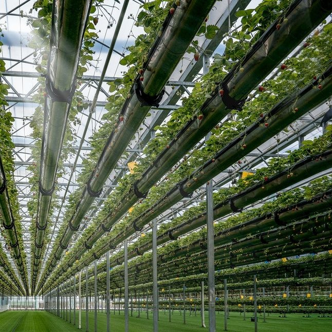 china intelligent greenhouse wholesale China Factory