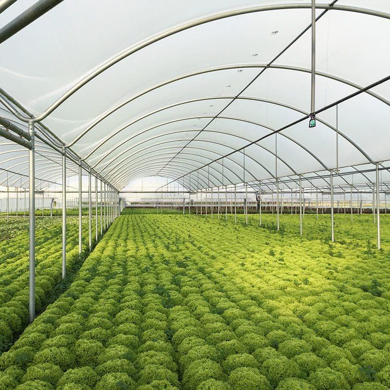 china large glass greenhouse company