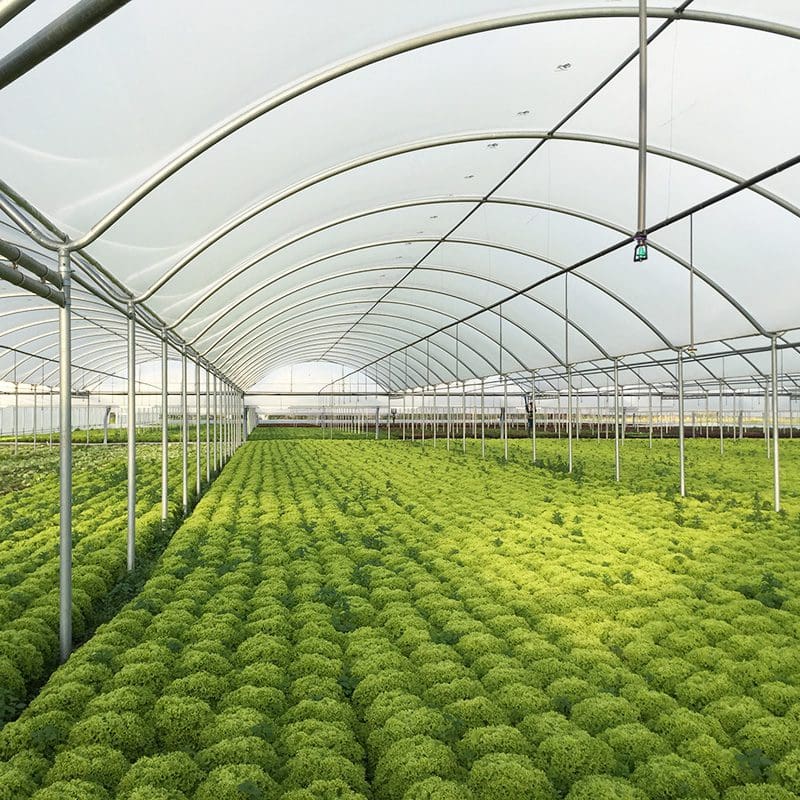 china large glass greenhouse wholesale