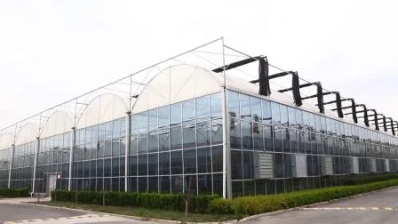 china large glass greenhouse wholesale