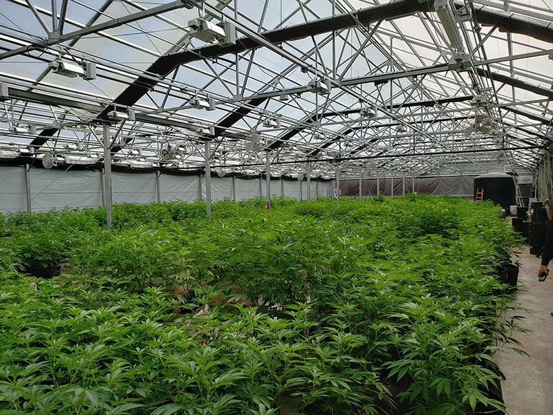 china lighting deprivation greenhouse company