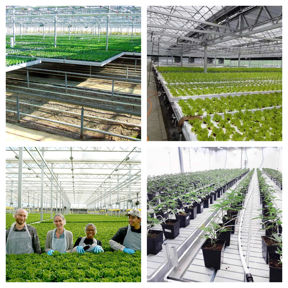 china morden greenhouse wholesaler