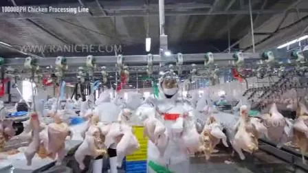 china poultry companies