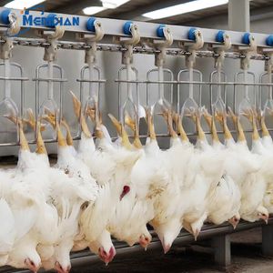 china poultry companies