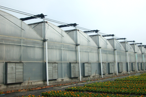 china sawtooth type greenhouse company