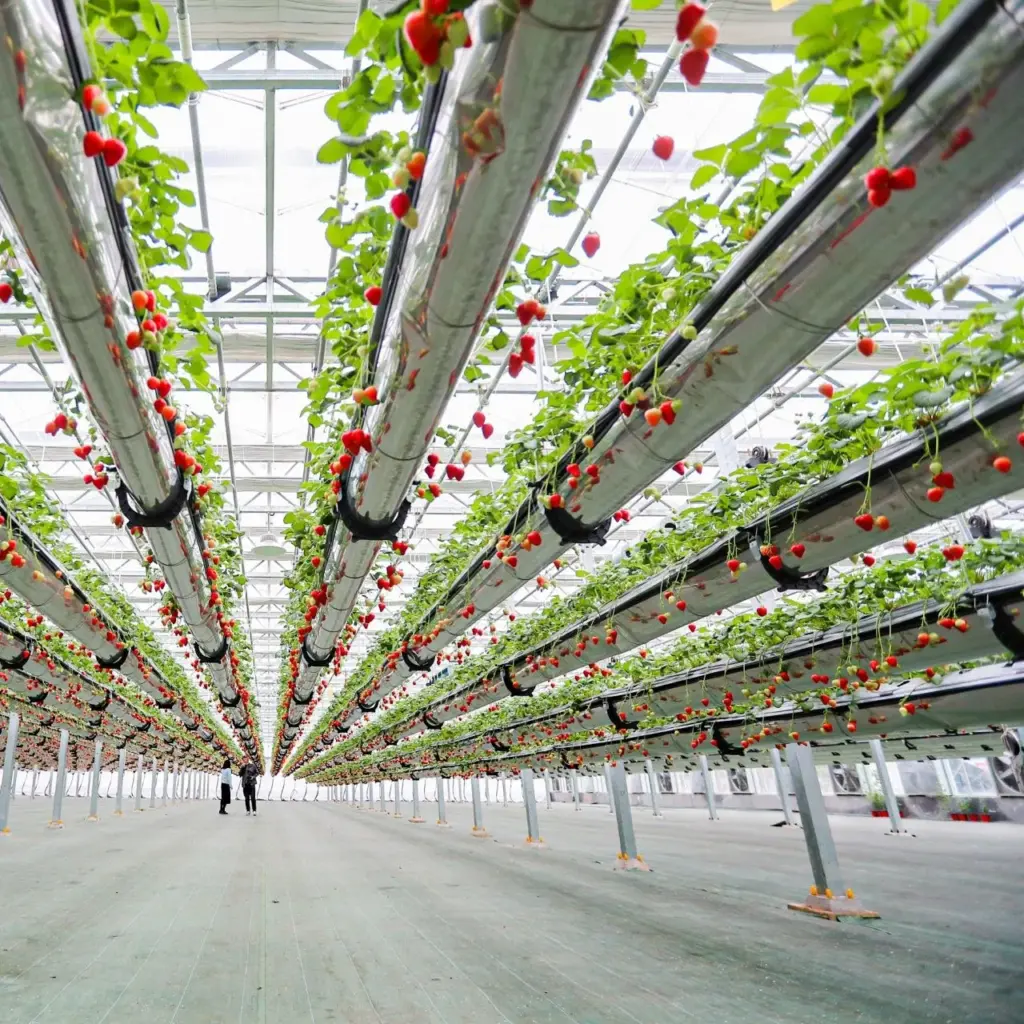 china smart greenhouse wholesale China Factory