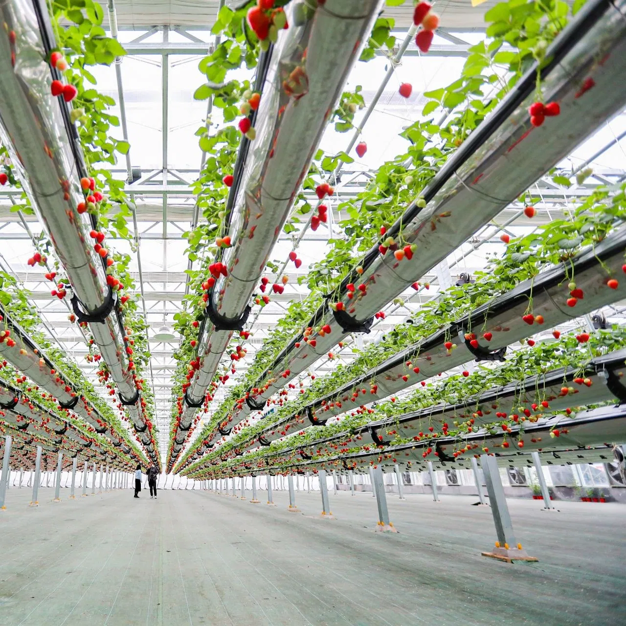 china smart greenhouse wholesale China Factory