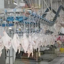 companies that process chicken in china