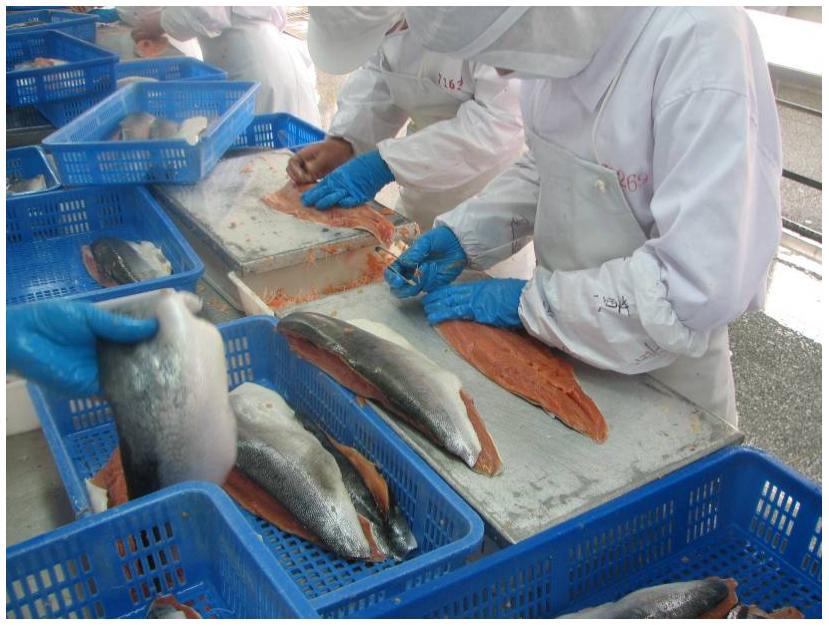 is wild alaskan company fish processed in china