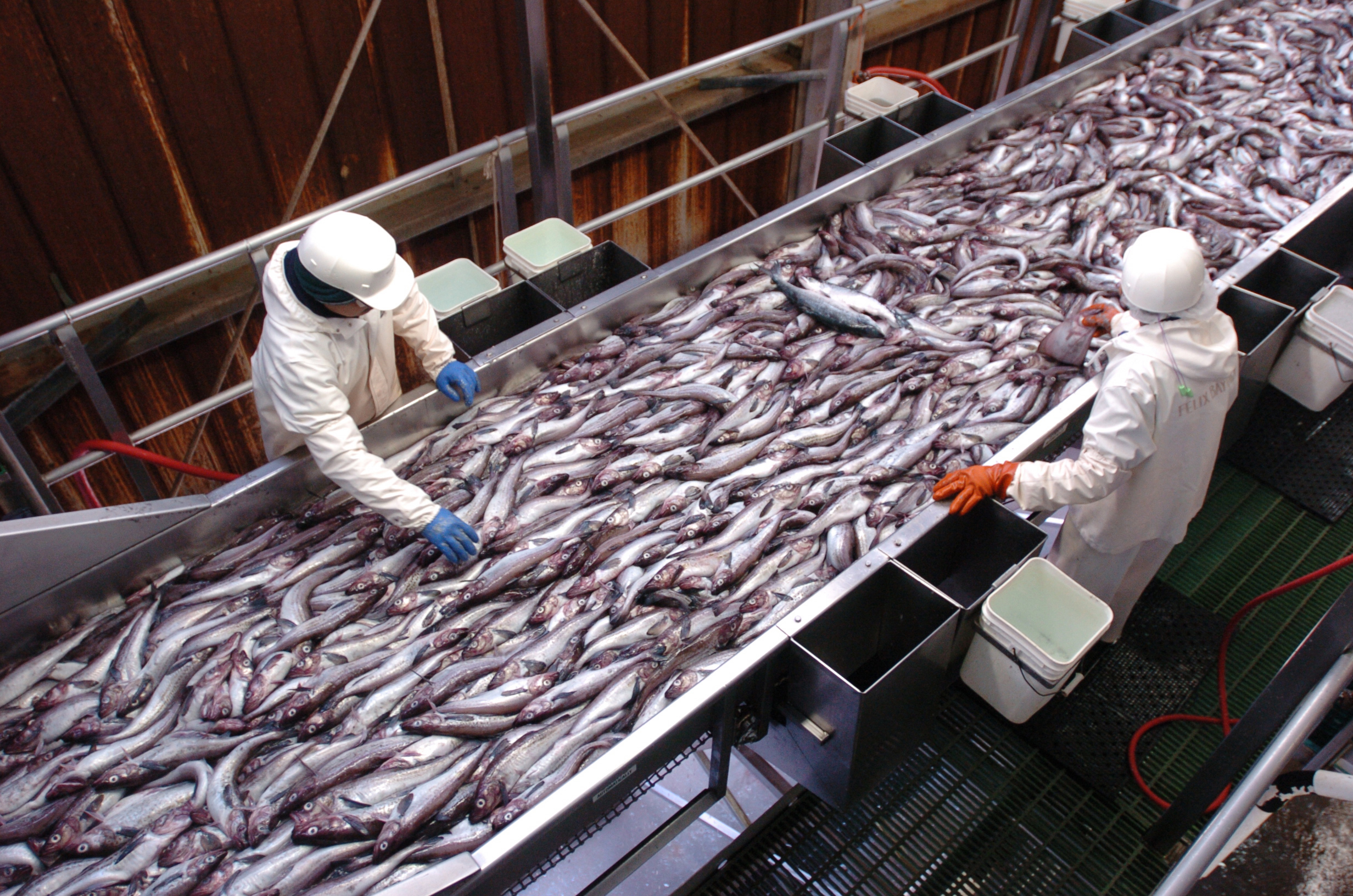 is wild alaskan company fish processed in china