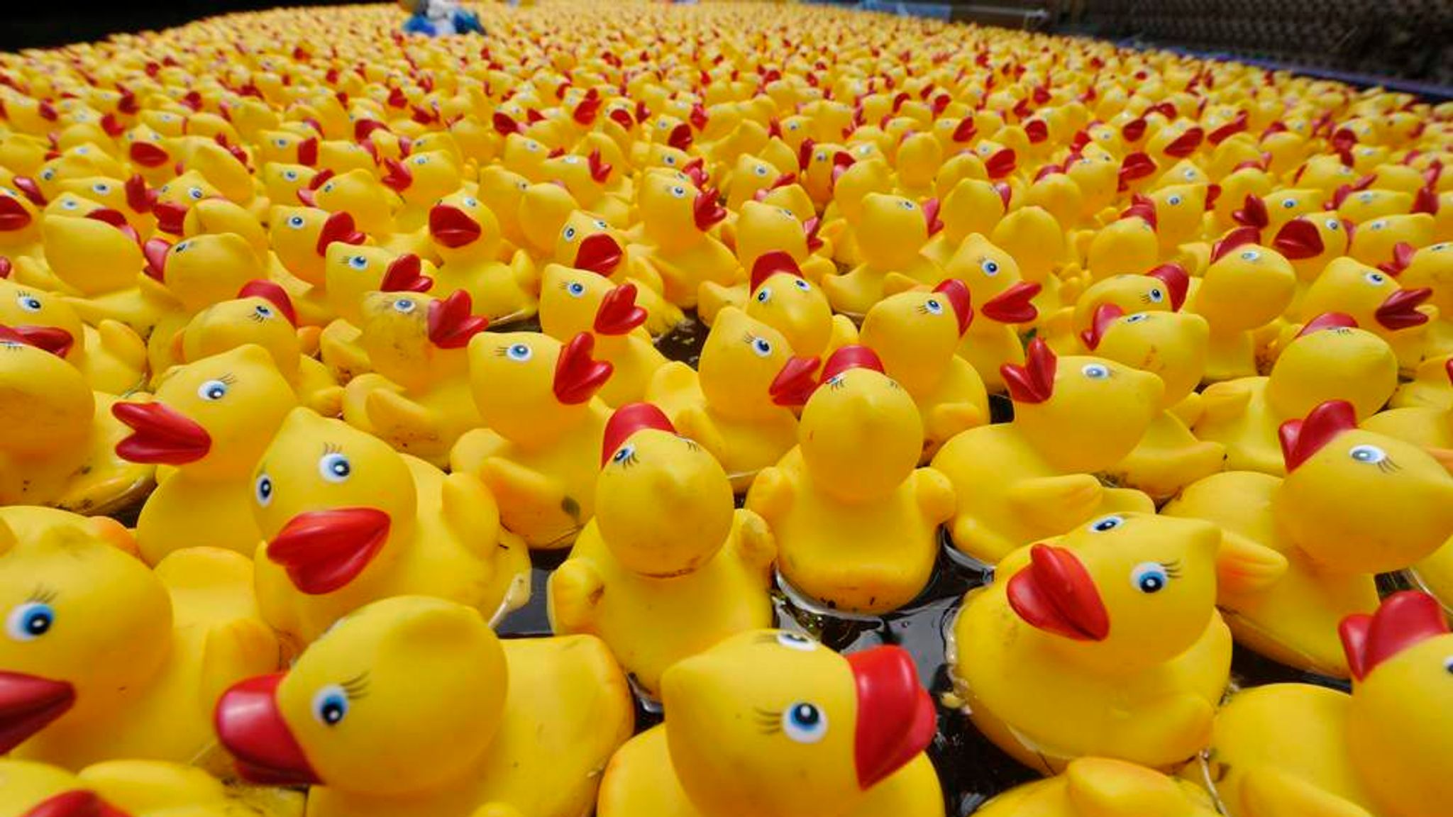 rubber ducks wholesale china