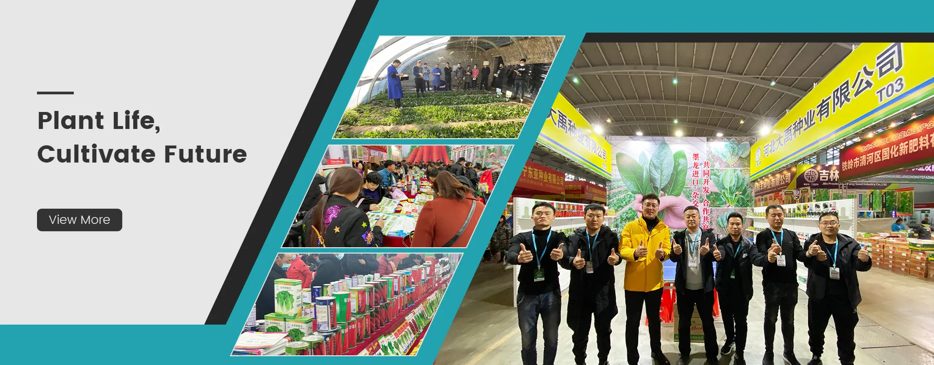 vegetable seeds companies in china