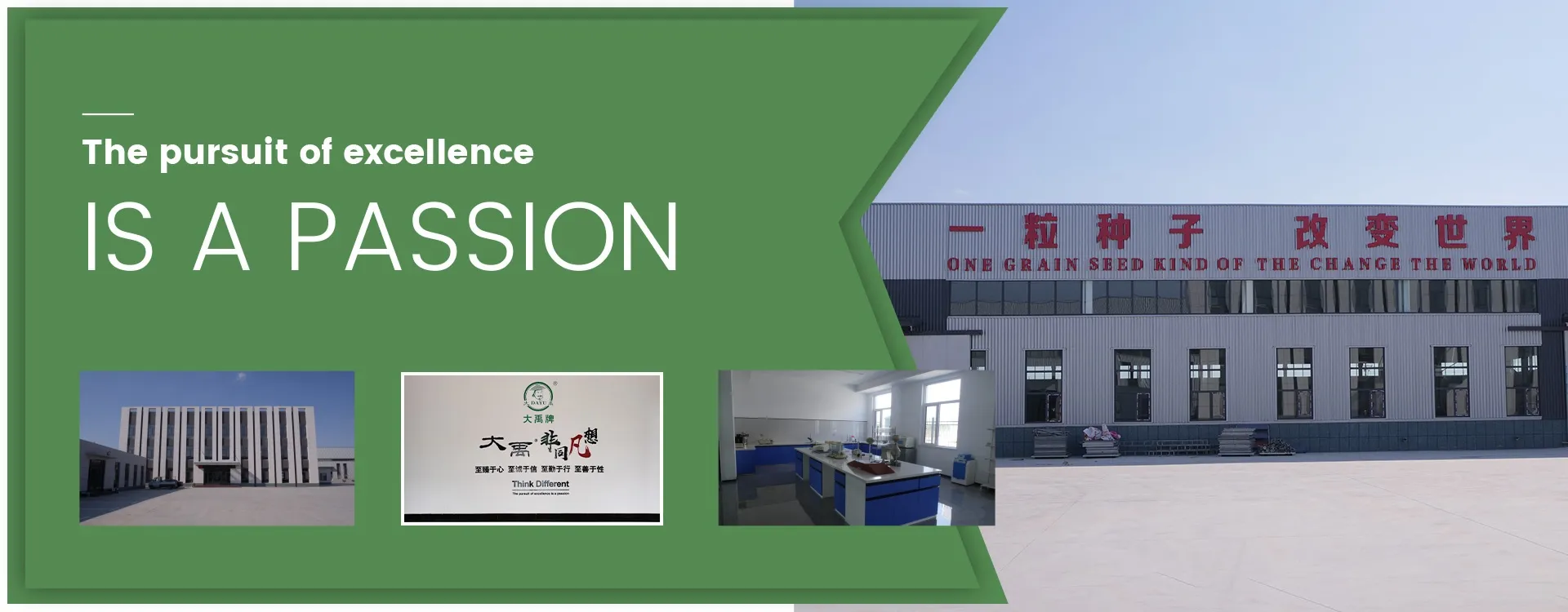 vegetable seeds companies in china