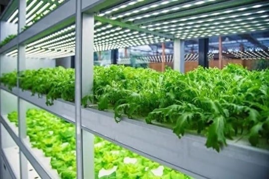 vertical farming companies in china