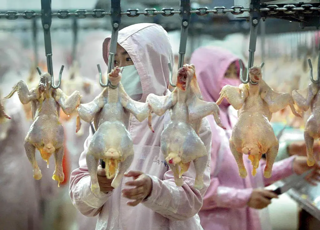 what companies import chicken from china China Factory