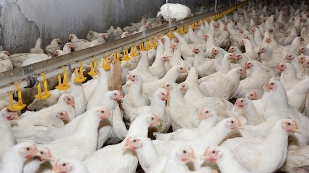 what companies import chicken from china