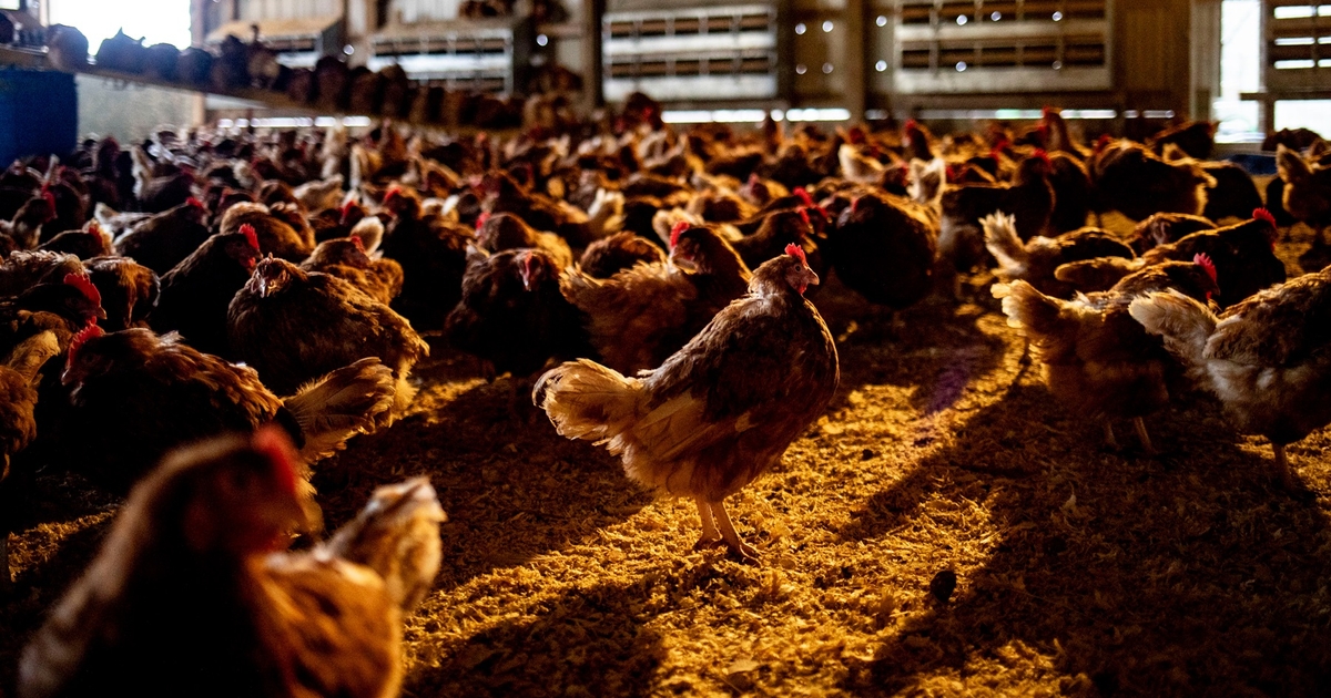 what companies import chicken from china