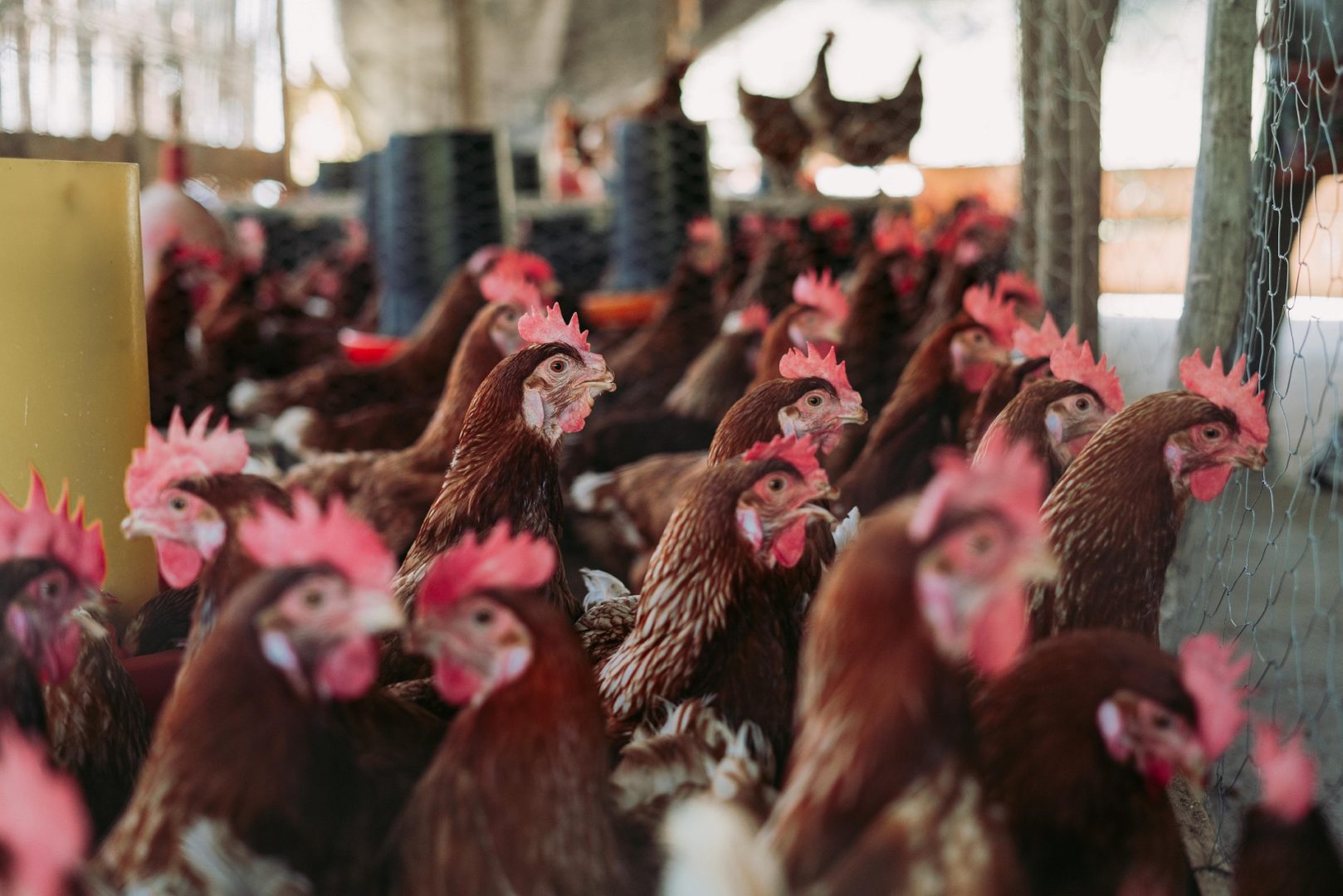 what companies import chicken from china