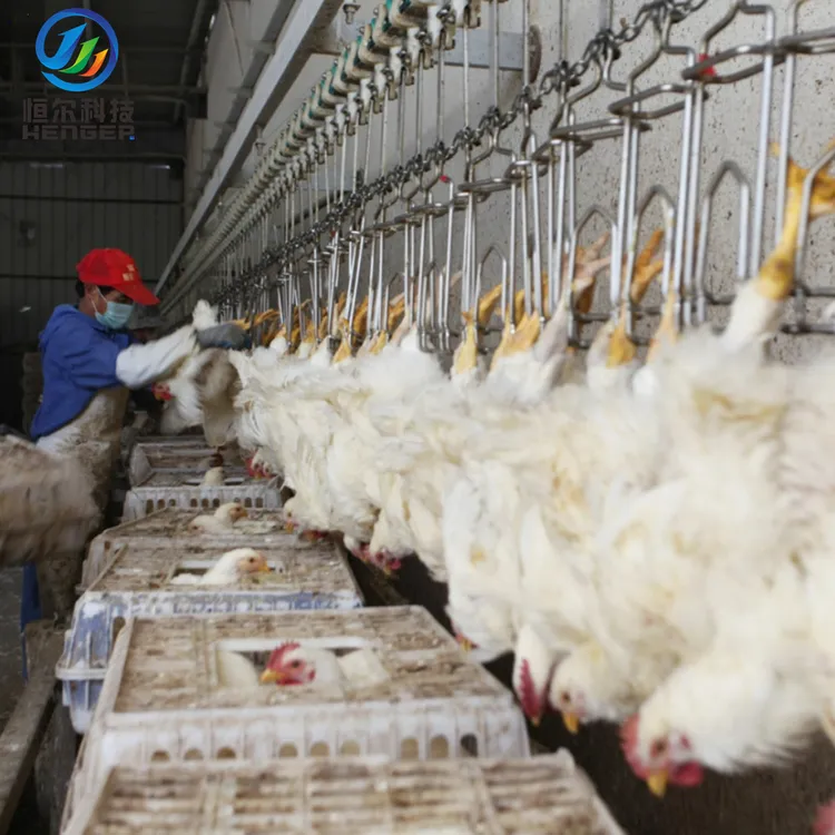 what companies process chicken in china