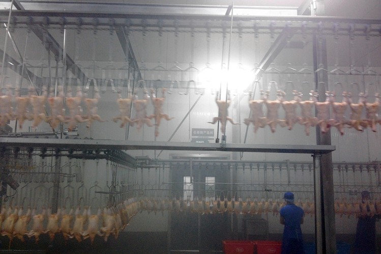 what companies send chicken to china for processing