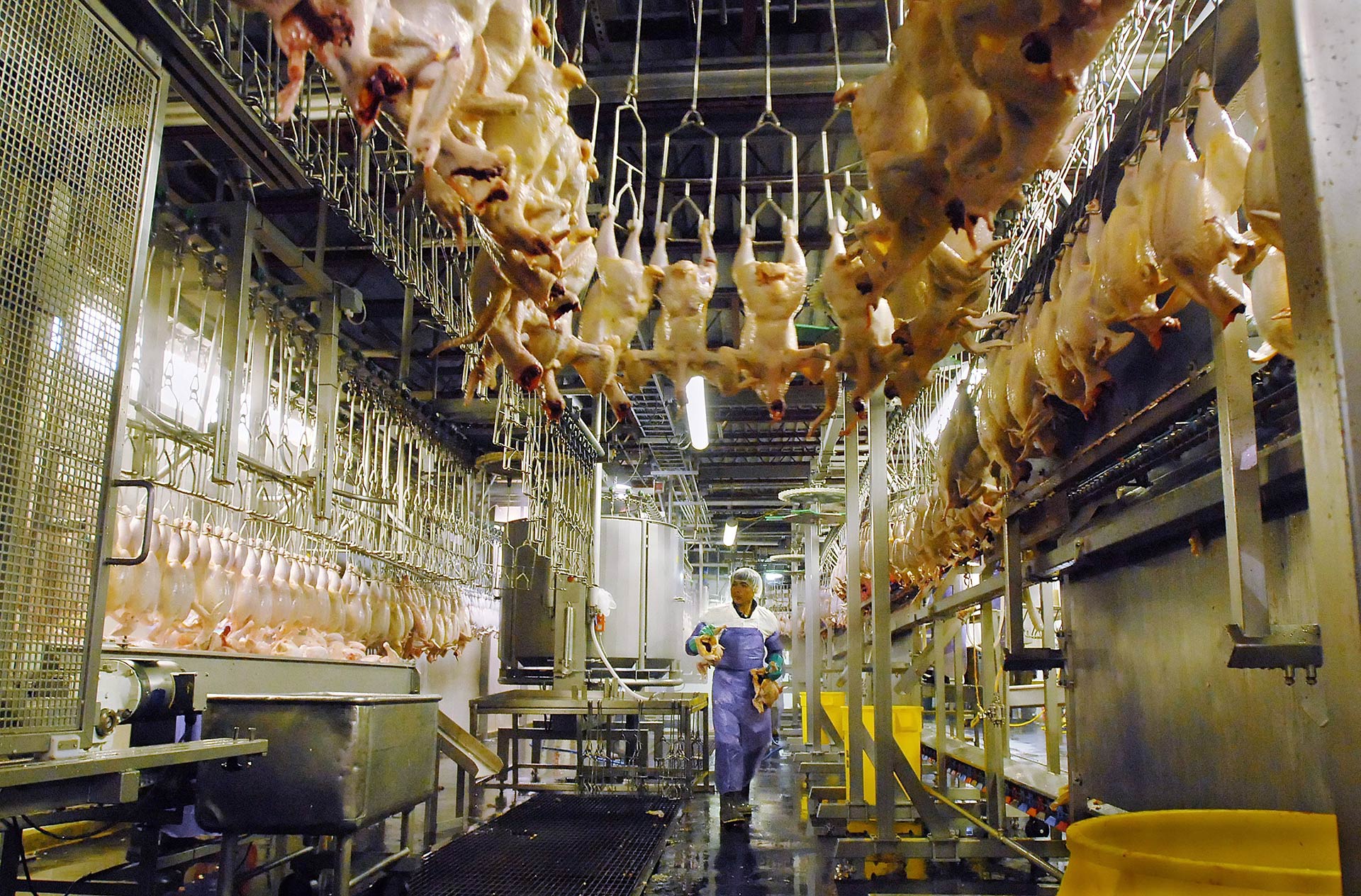 what companies send their chicken to china for processing