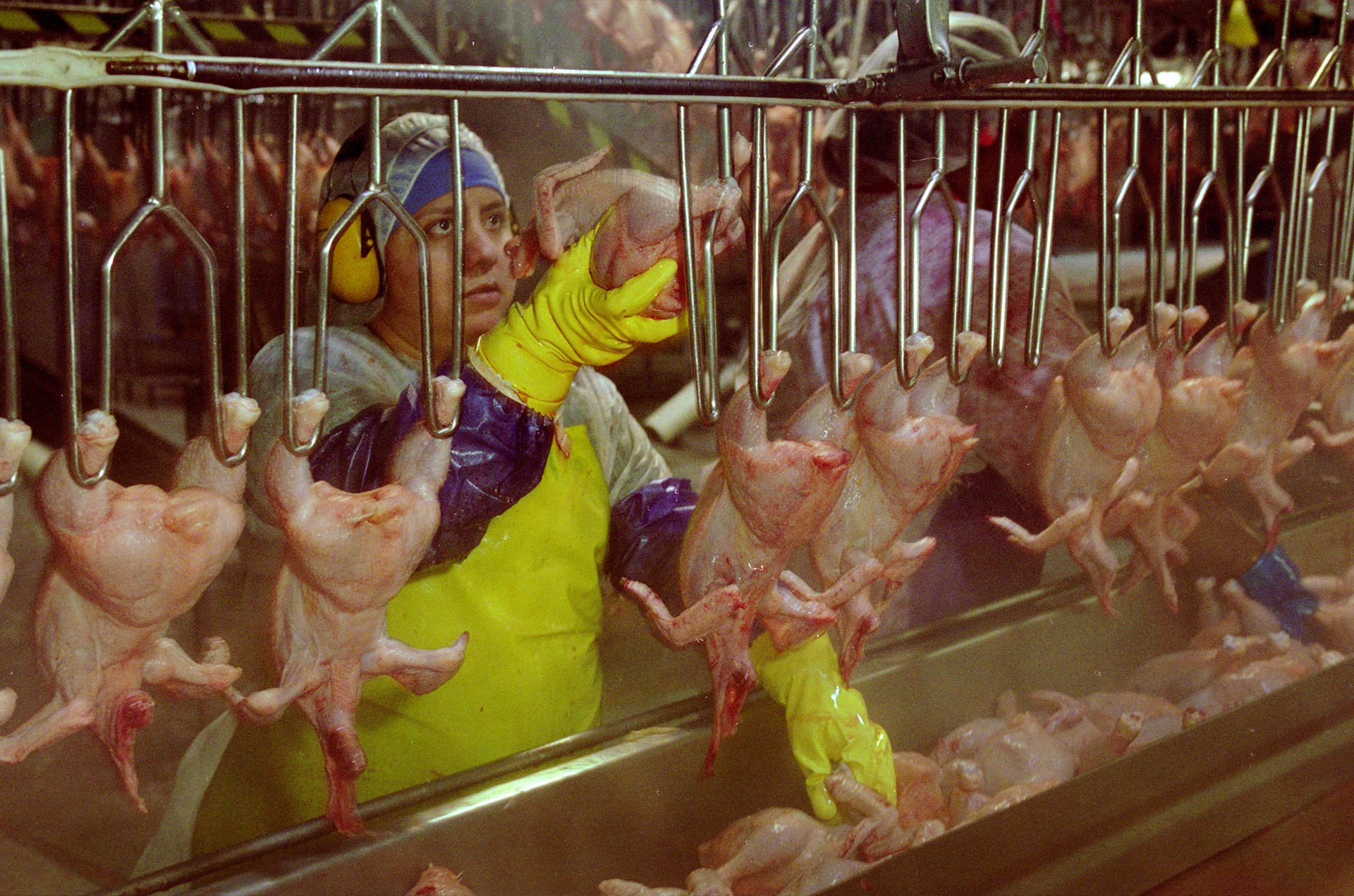 what companies send their chicken to china for processing