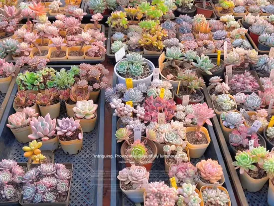 wholesale succulents china China Factory