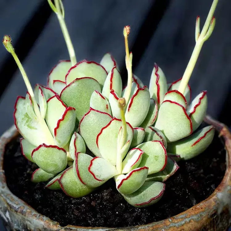 wholesale succulents china