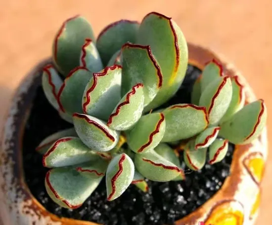 wholesale succulents china