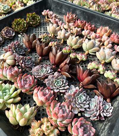 wholesale succulents china