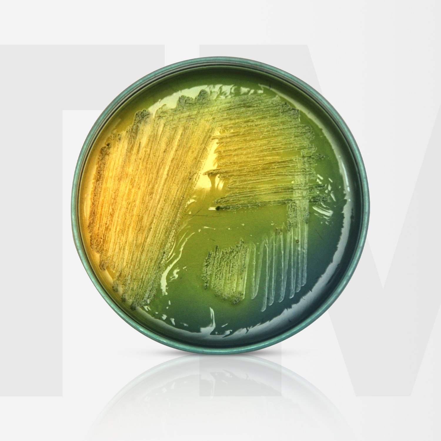 Agar Tcbs industry insight