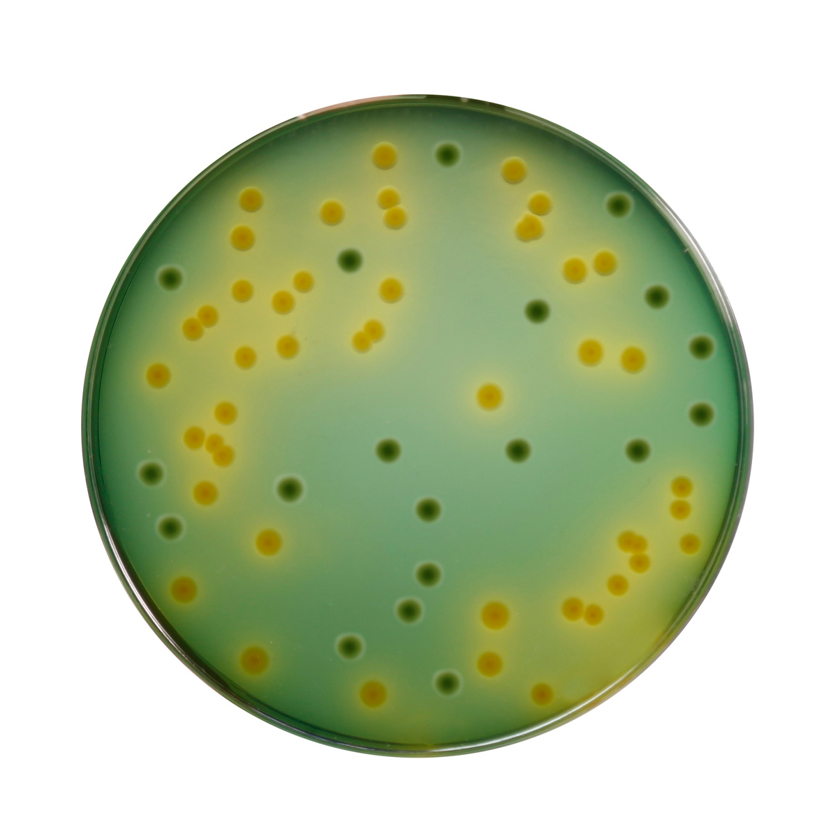 Agar Tcbs industry insight