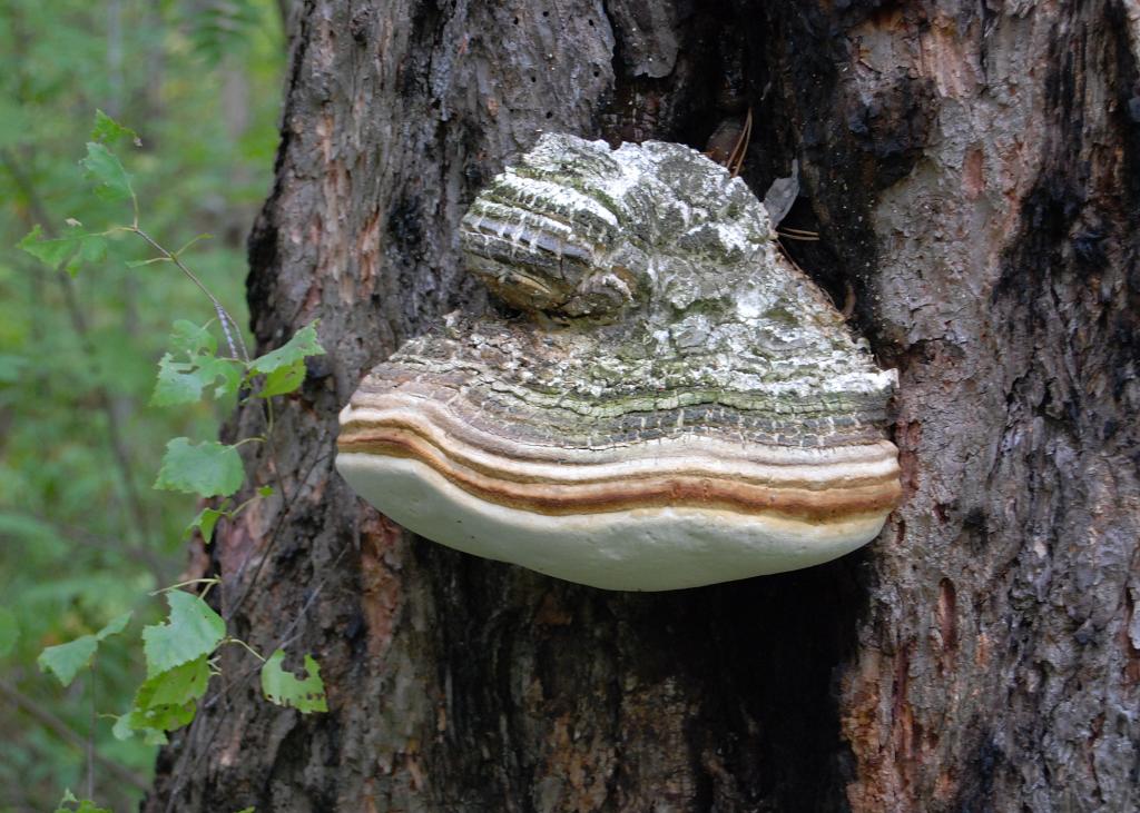 Agarikon Laricifomes Officinalis industry insight