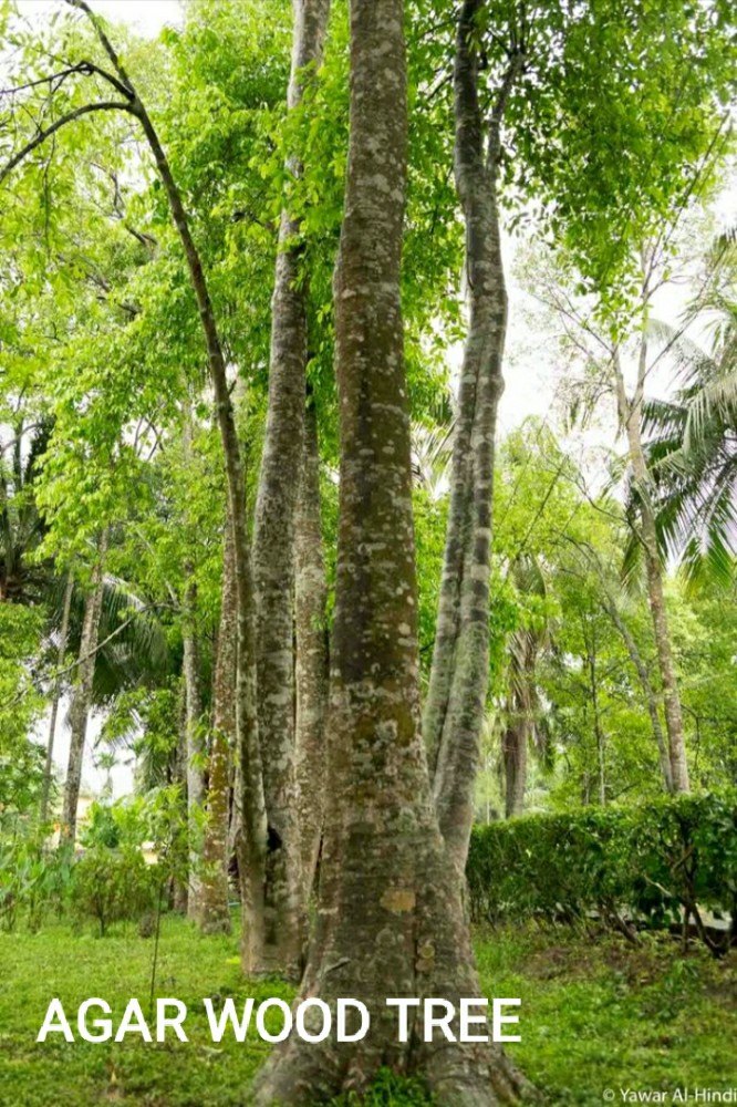 Agarwood