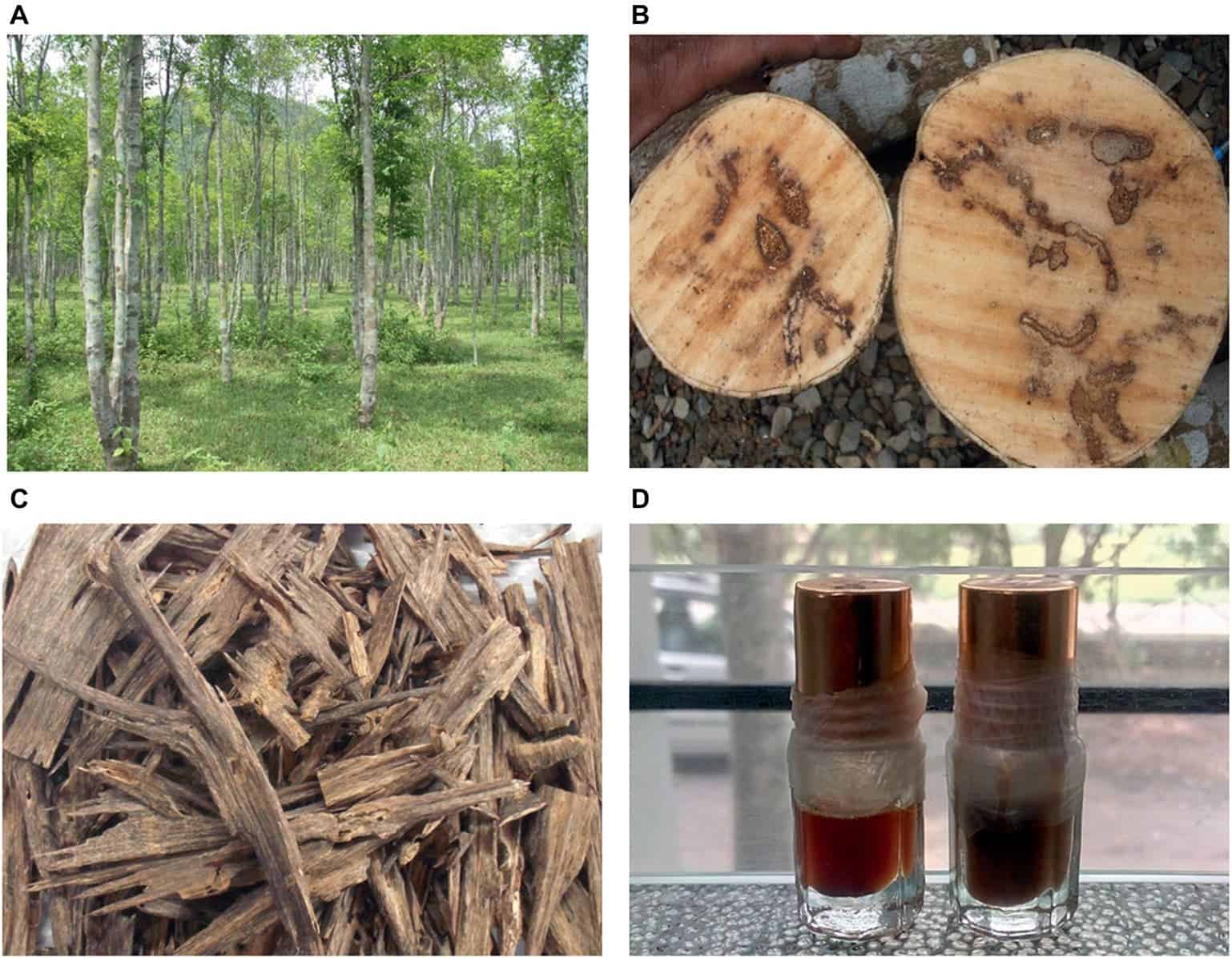 Agarwood Nusantara