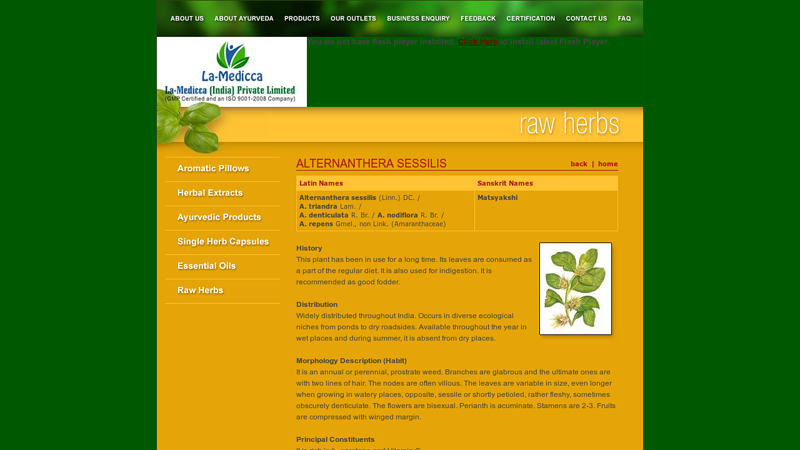 Alternanthera Sessilis