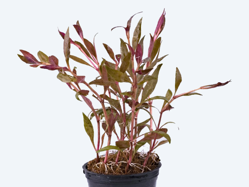 Alternanthera Sessilis industry insight