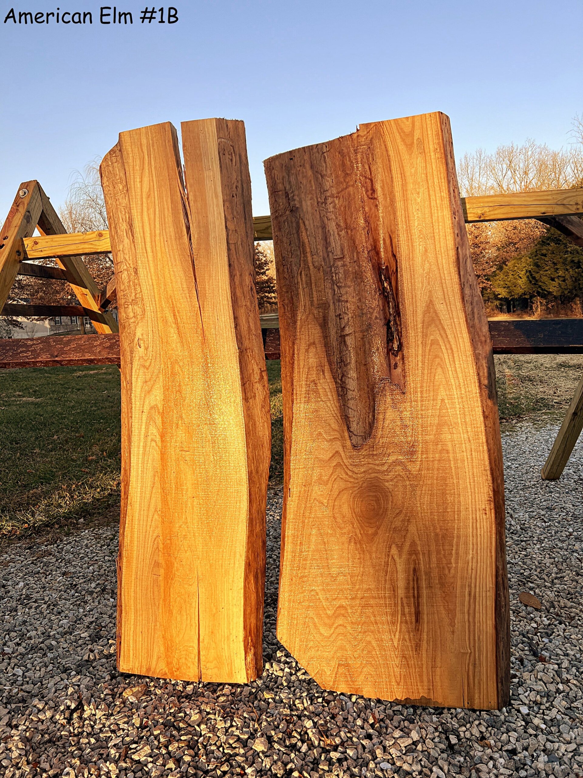 American Elm — Dain's Lumber