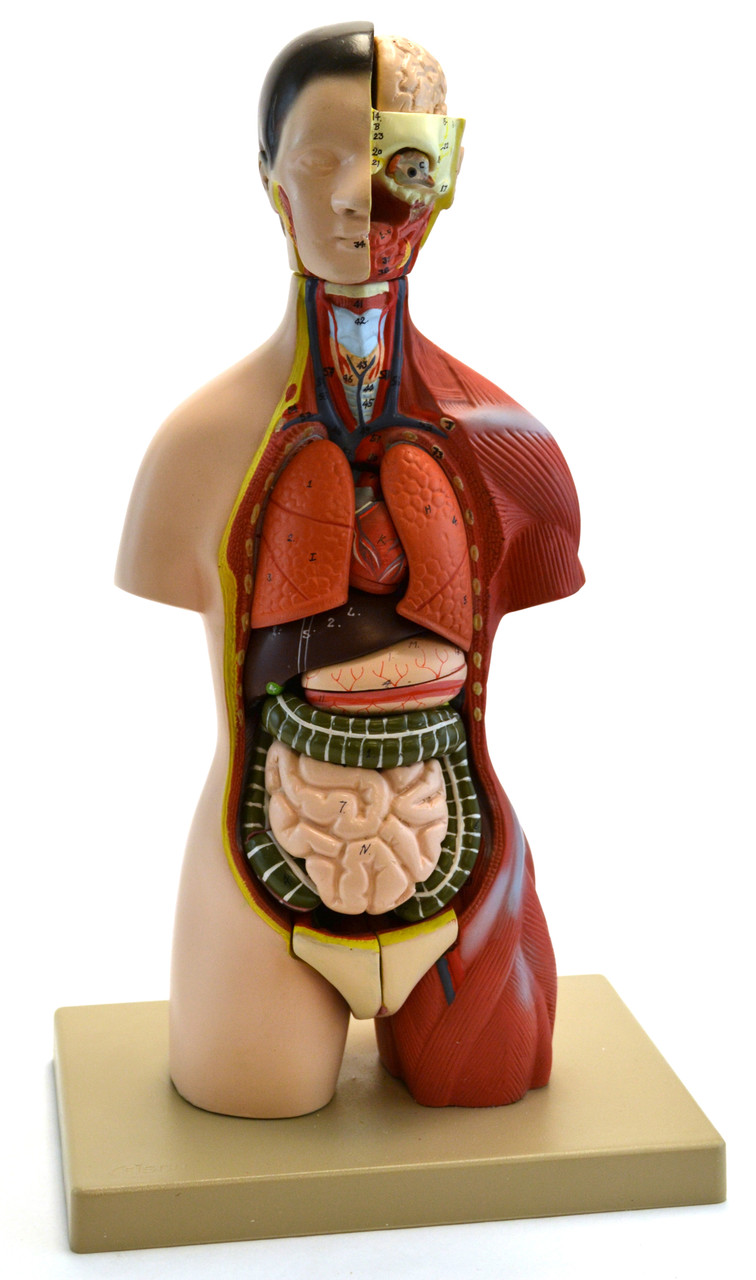 Anatomical Model, 3D Adult Torso Anatomical with Head, 16 parts ...