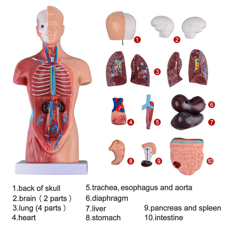 Anatomical Torso Model industry insight