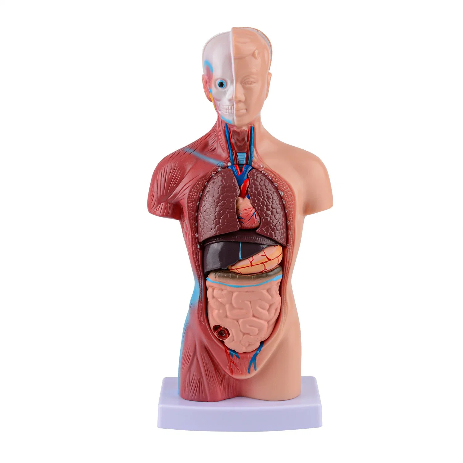 Anatomical Torso Model industry insight