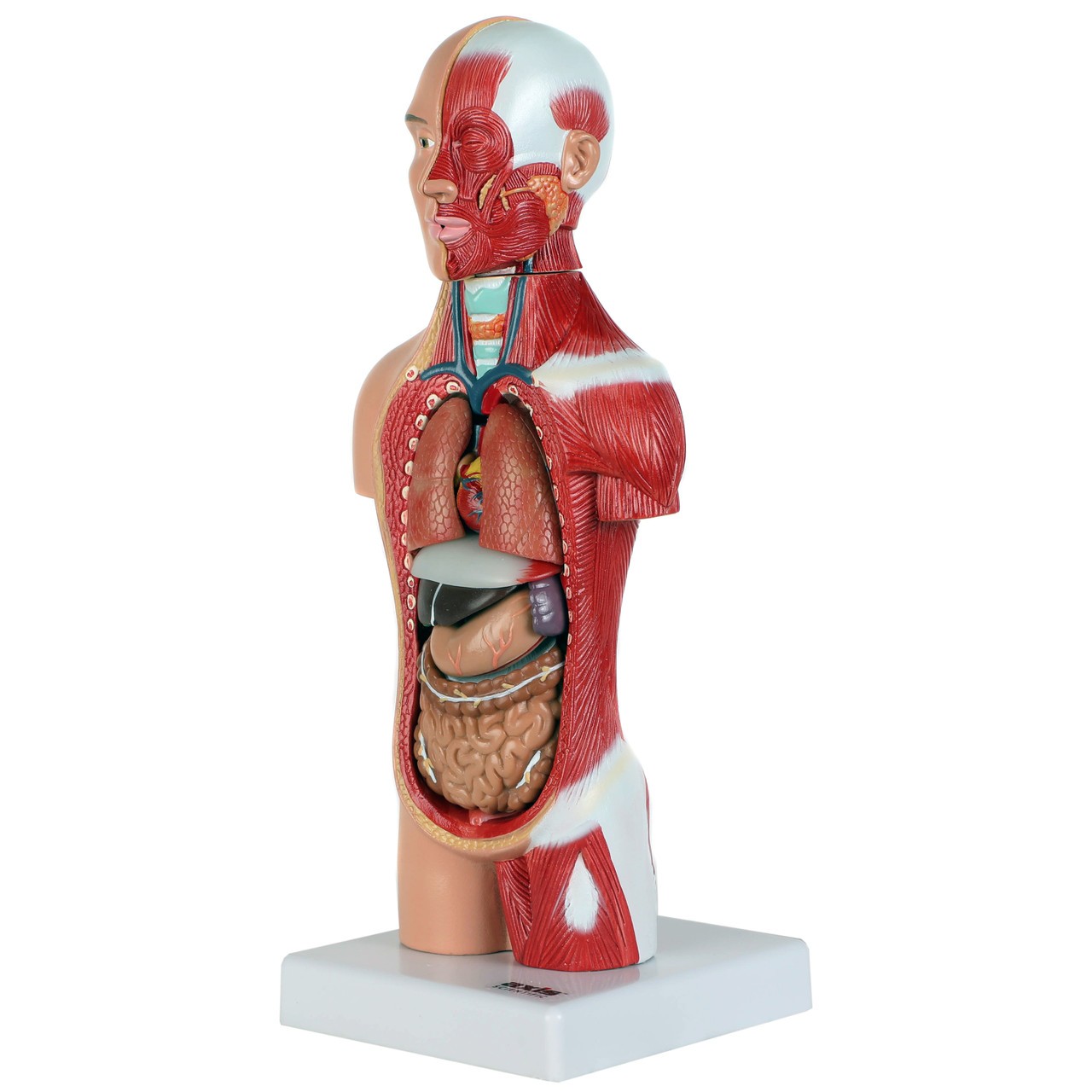 Anatomical Torso Model industry insight