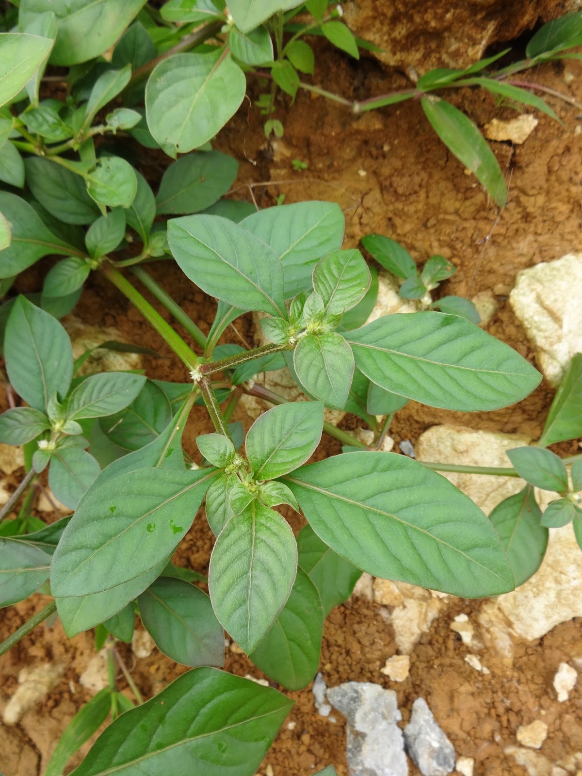 Assessment of Heavy Metals in Mukunuwenna (Alternanthera ...