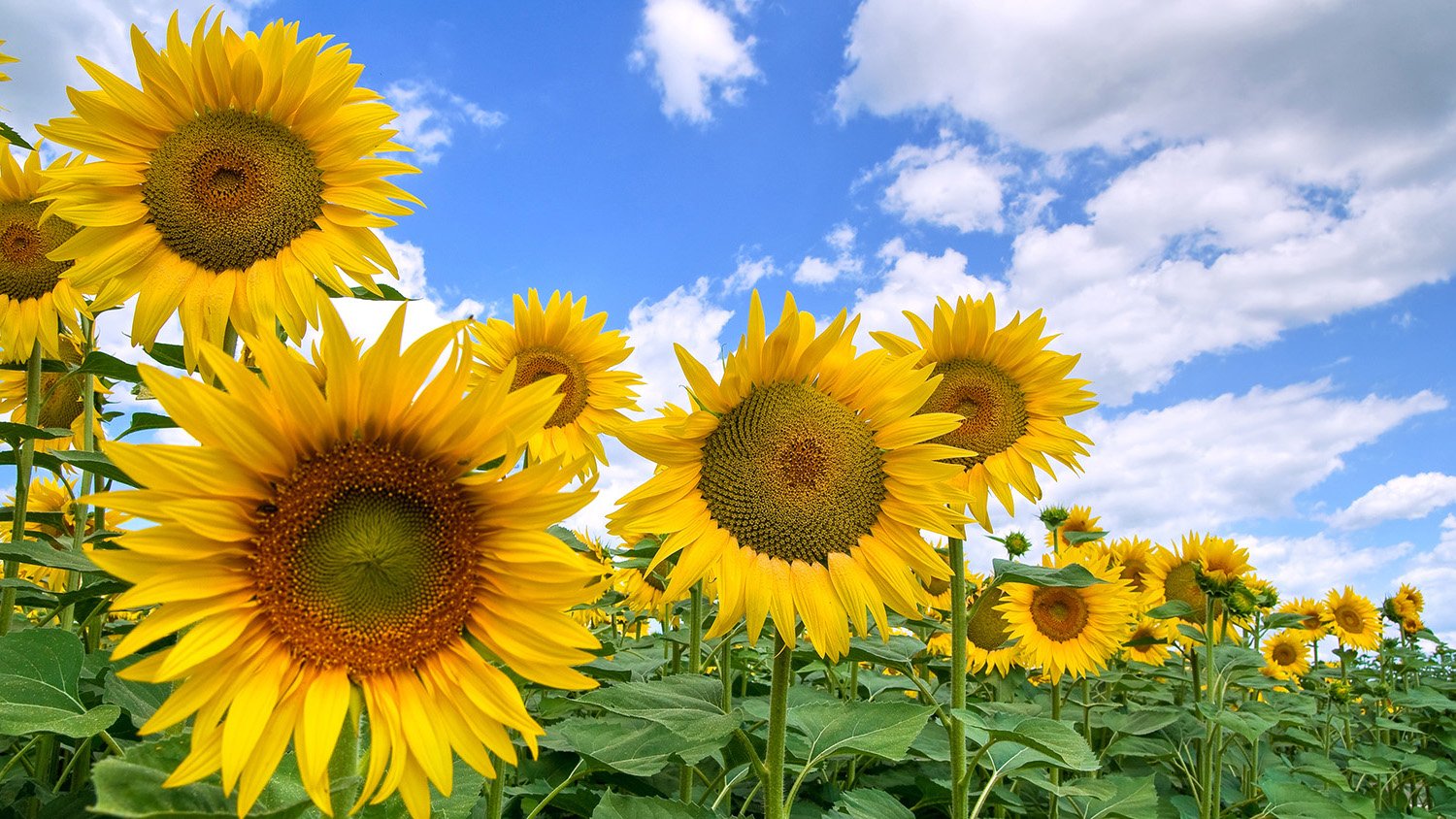Better sourcing of rapeseed and sunflower