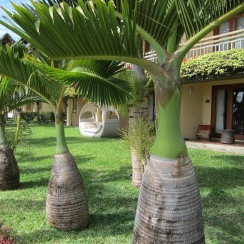 Bottle palm